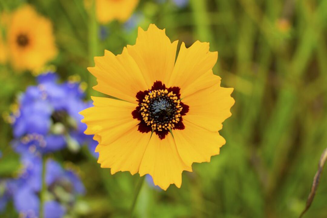 coreopsis