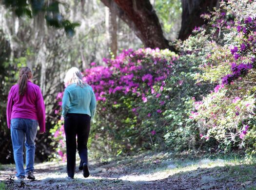 Chins Hill Azaleas Walking