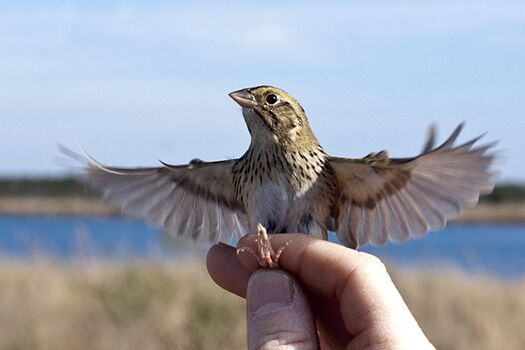 Sparrow from Pinterest