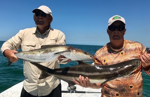 cobia pair