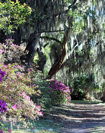 Chins Path Azaleas