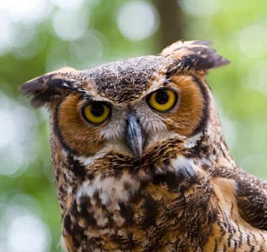 Owl Lg