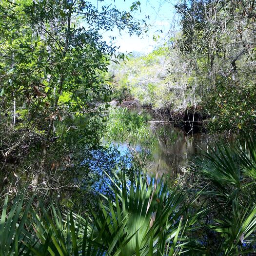 In Withlacoochee Forest