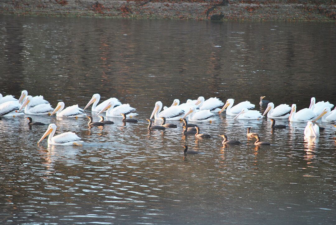 Pelicans 5