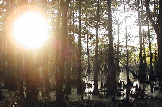 Sunrise at Cypress Lakes