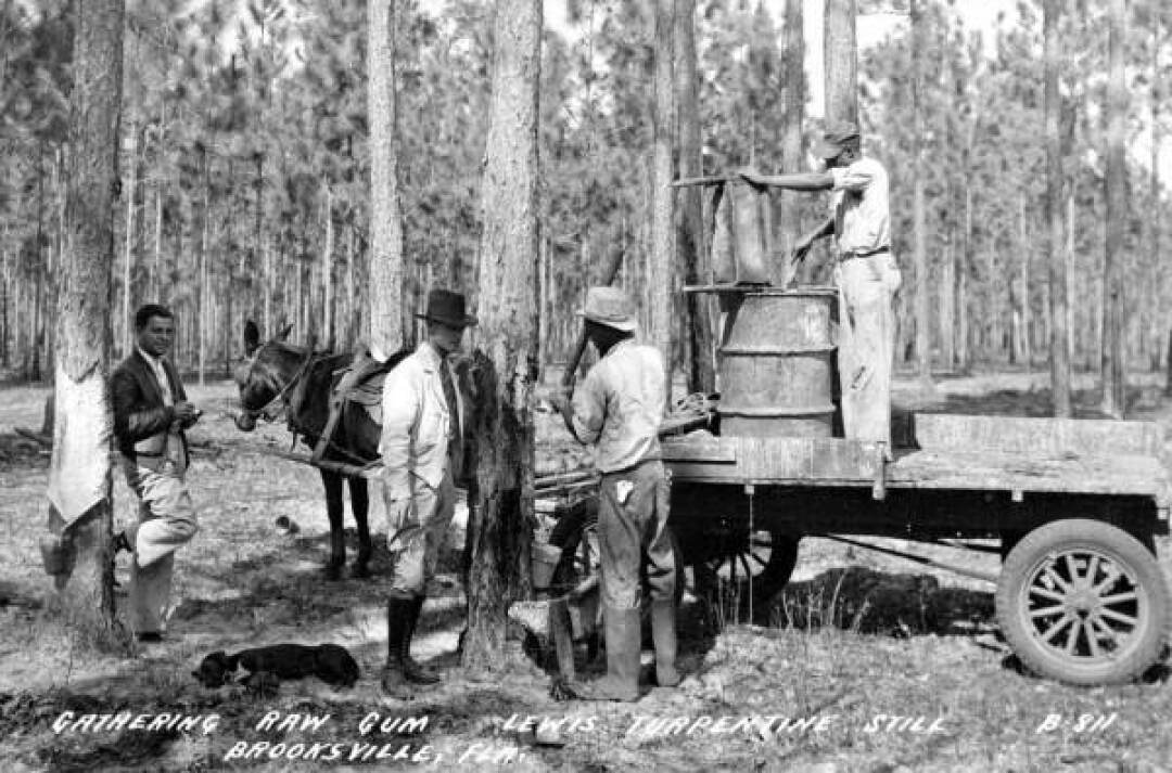 Lewis Plantation (raw gum gathering)