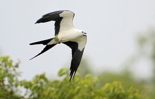 Swallow-tailed-Kite-fb-800x510