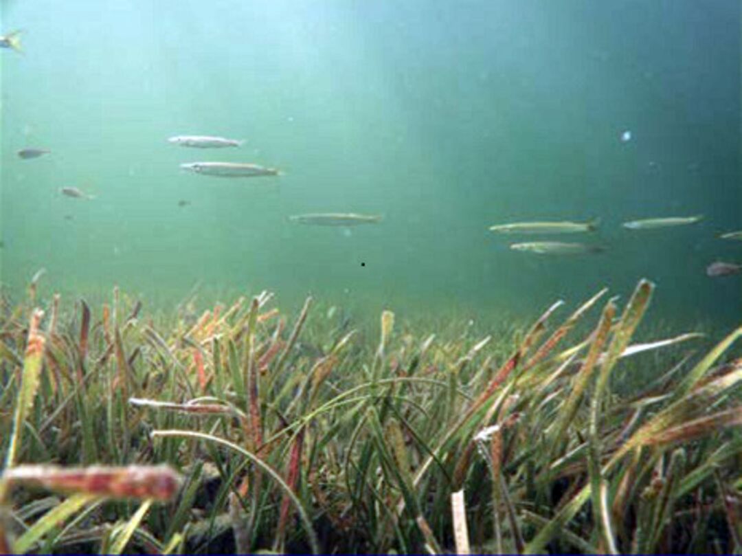 Seagrass