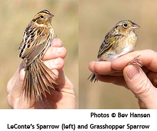 Sparrows Bev Hansen