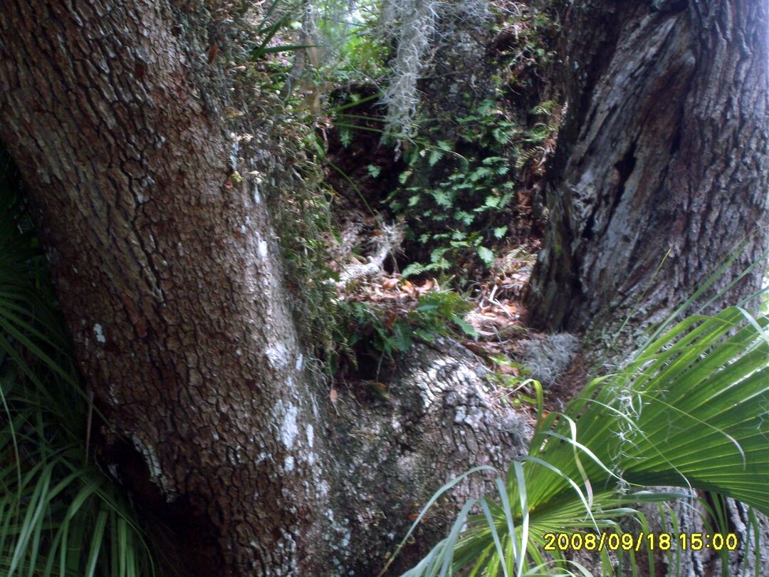 Brooksville Walking Tour-south side 053