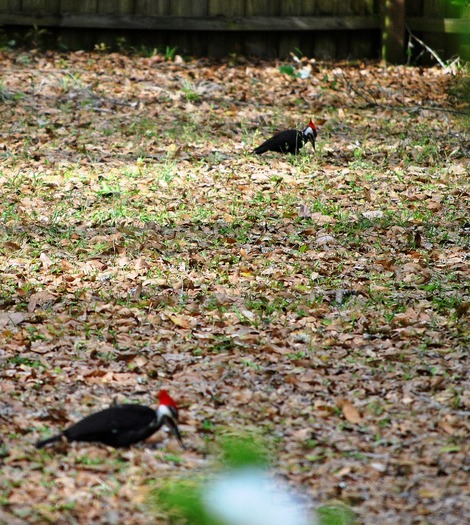 (CK) Pileated pair (male in front)