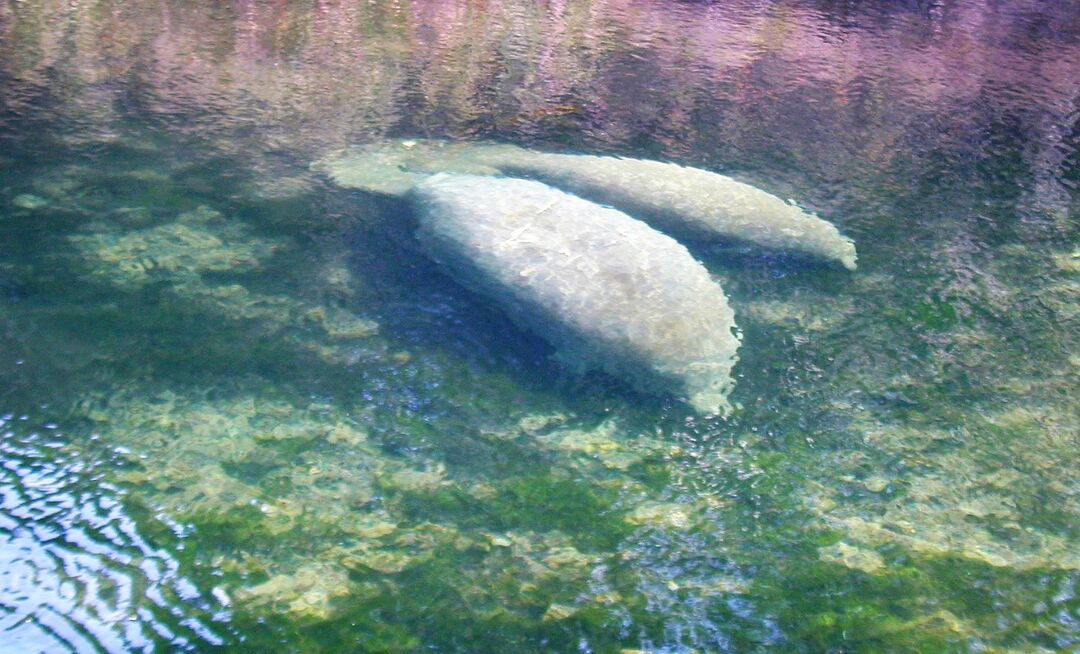 Manatees from TDev