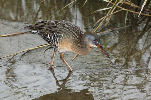 Clapper Rail Audubon