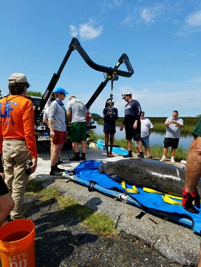 Manatee Rescue FWC