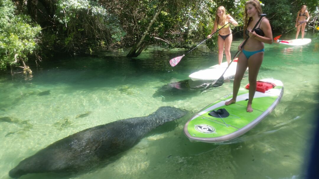 Paddleboard