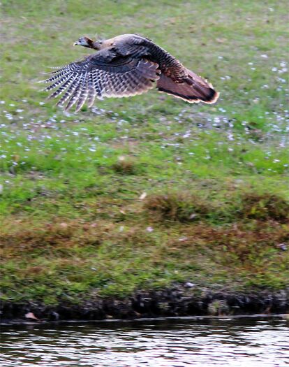 Turkey Hen