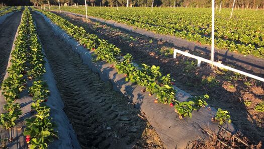 JG Berries field