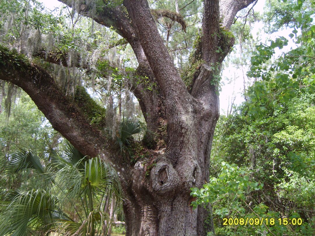 Brooksville Walking Tour-south side 052