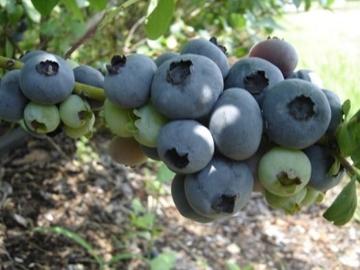 blueberry bush