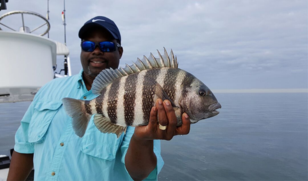 Sheepshead