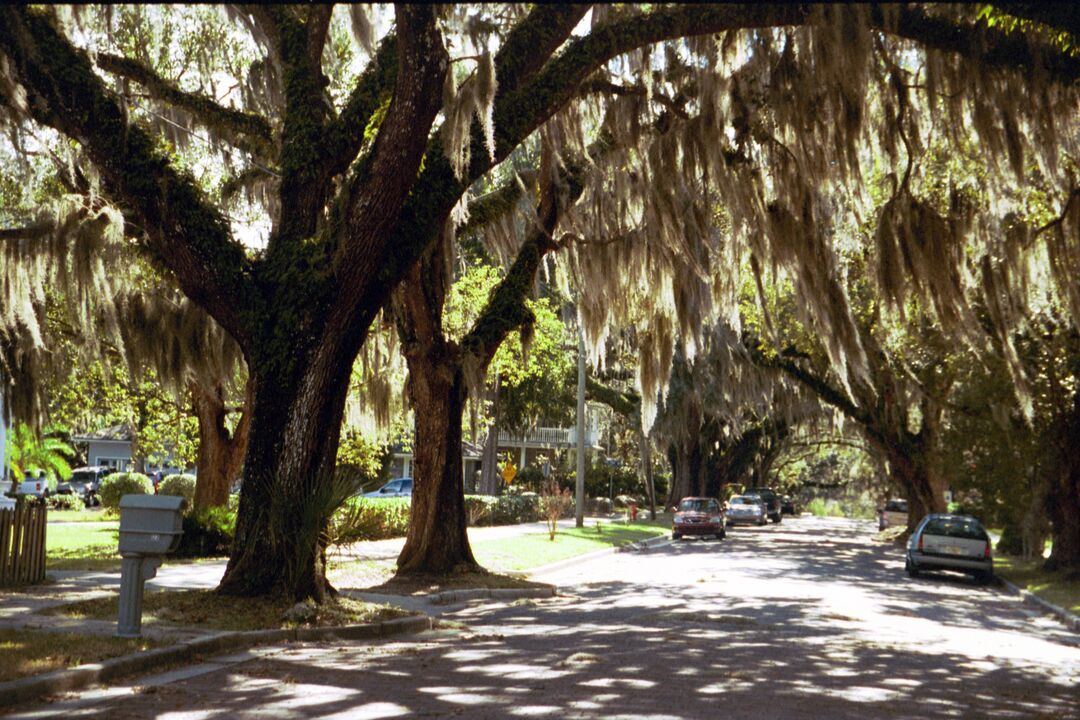 oak canopied lane