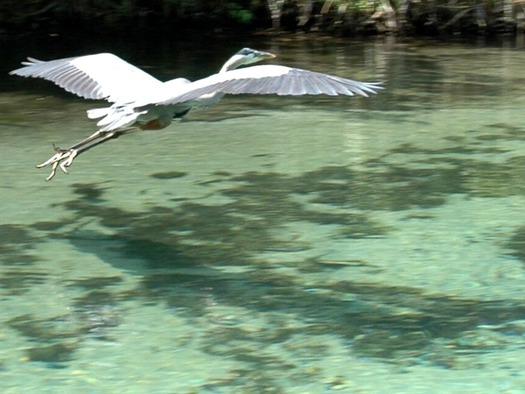 egret & weekiwachee river crop