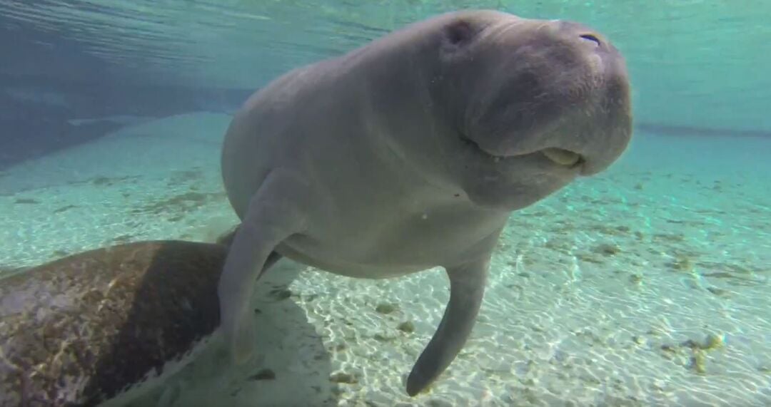 Manatee from video 2