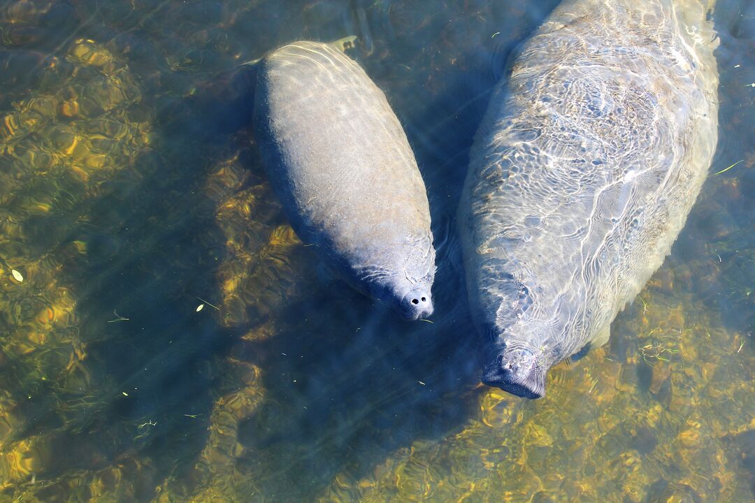 Manatee Mother and Baby