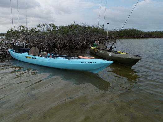 Kayaks Mangrove