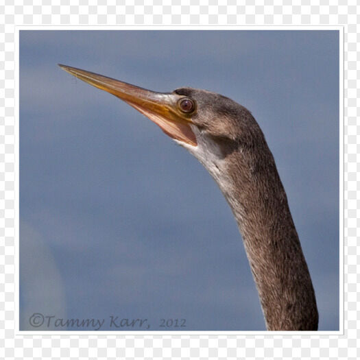 Anhinga from web