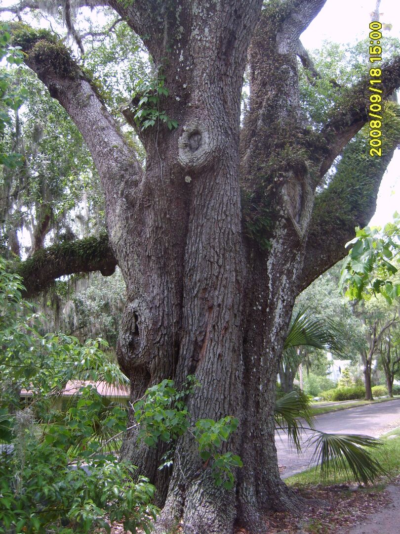 Brooksville Walking Tour-south side 051