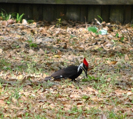 (CK) 3-16-14 Female Pileated