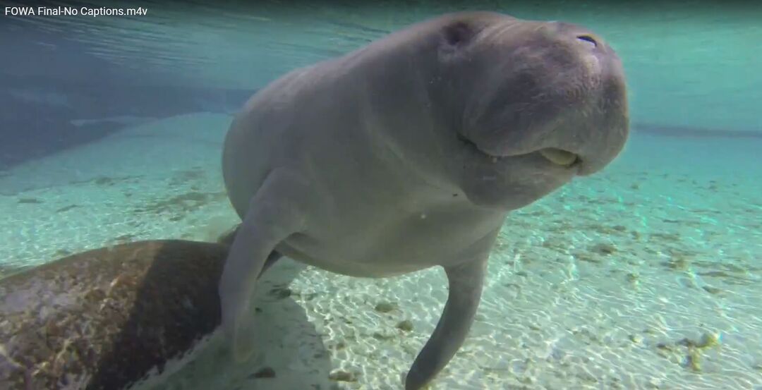 Manatee from video