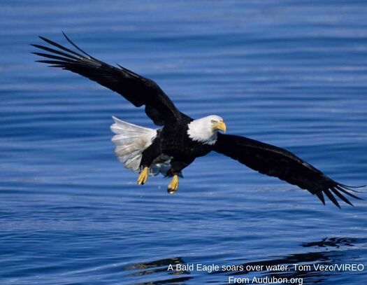 Bald Eagle from Audubon