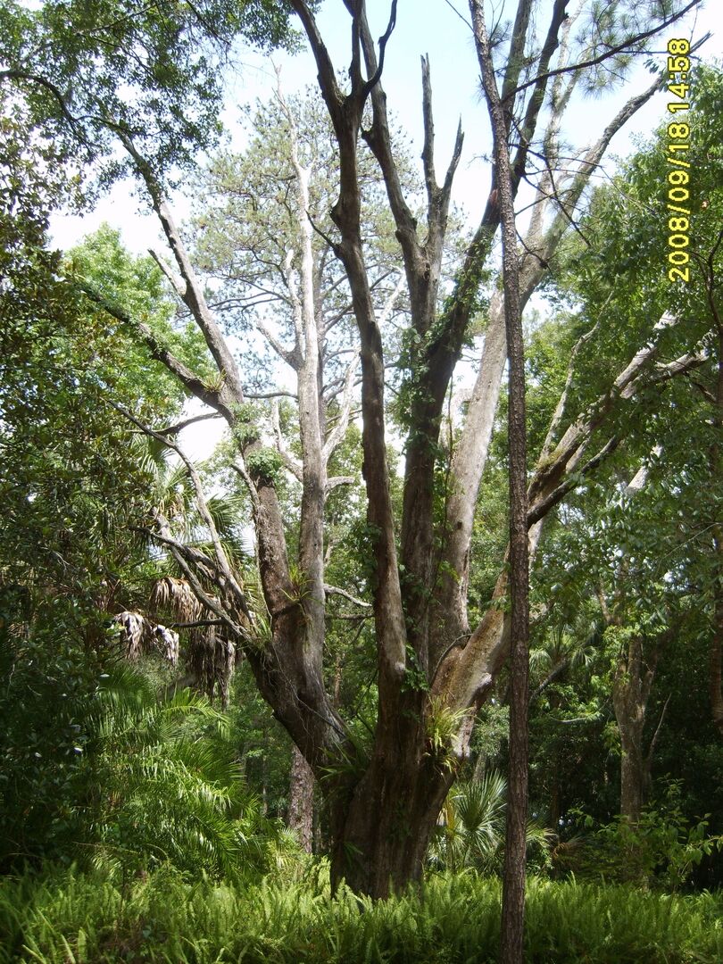 Brooksville Walking Tour-south side 049 Rotated