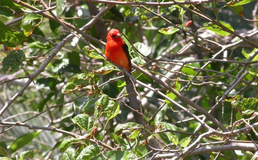 Scarlet-Tanager-male-825x510