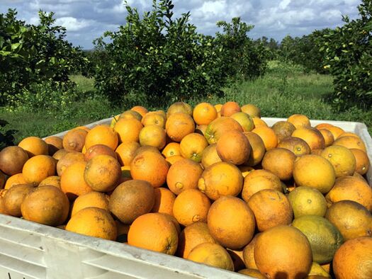 Boyetts Oranges