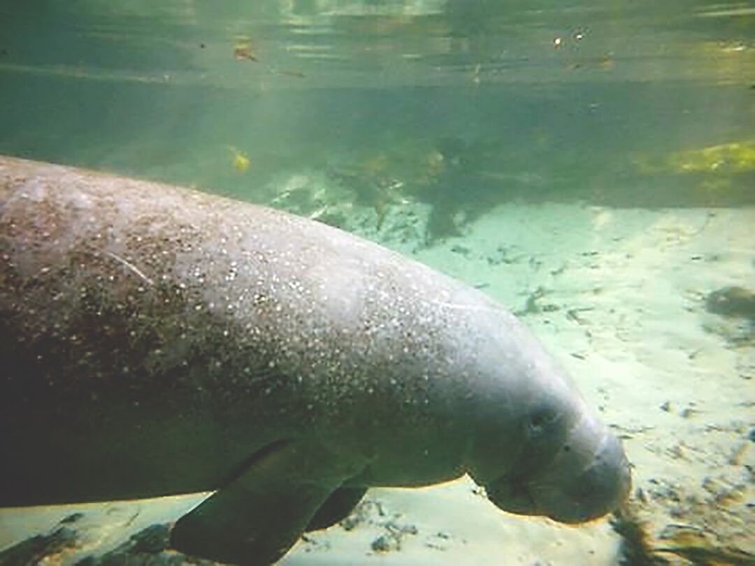 Manatee feature image 2