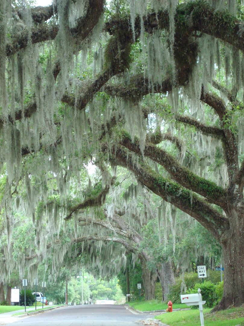 Oak & moss canopied Bell Ave.