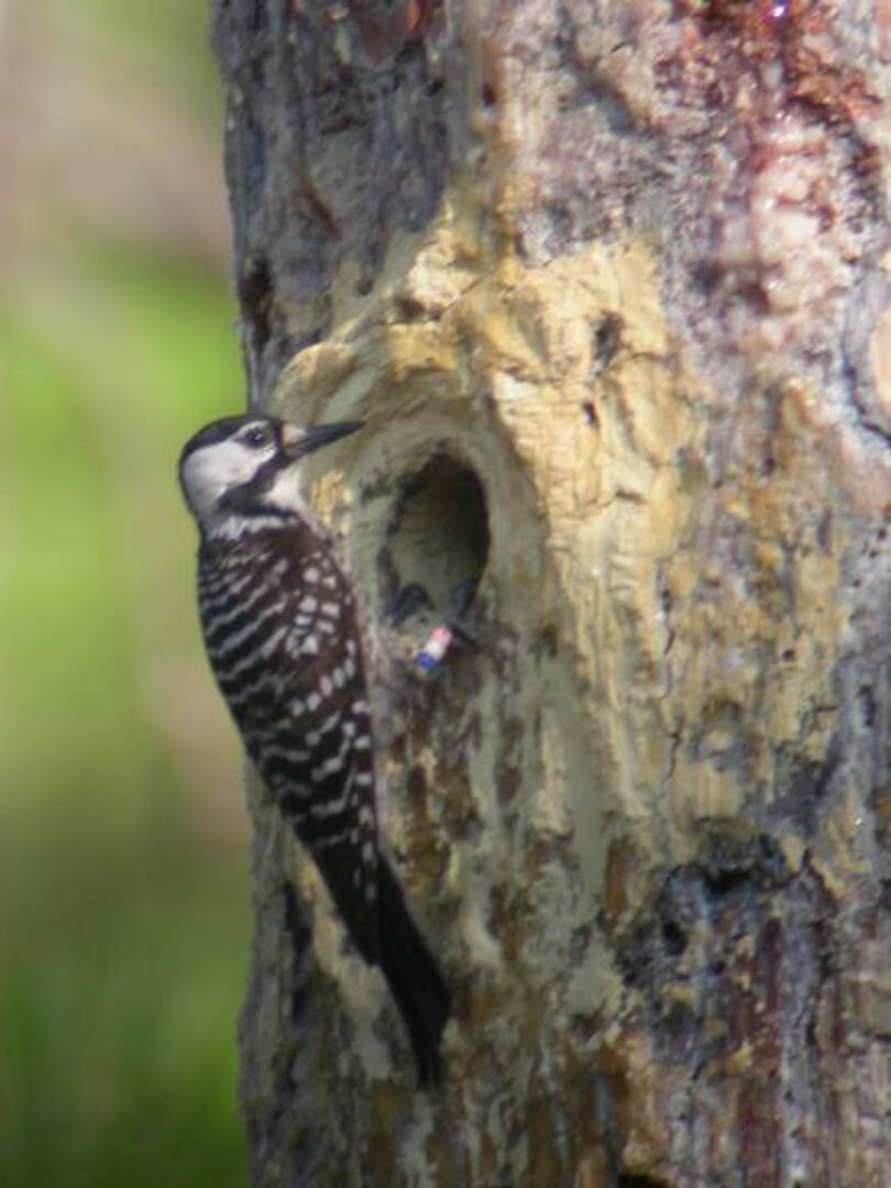 Red-cockaded Woodpecker 1