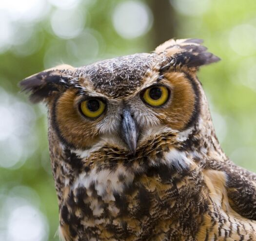 Great Horned Owl, Chinsegut Conservation Center, Brooksville