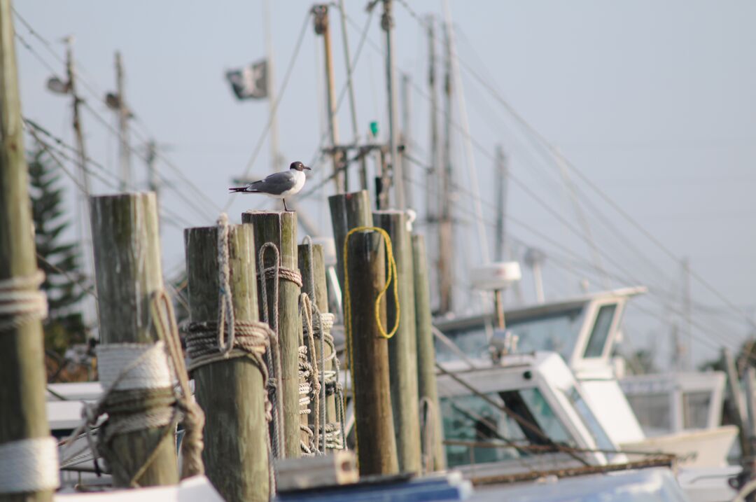 Hernando Beach channel scenes (5)