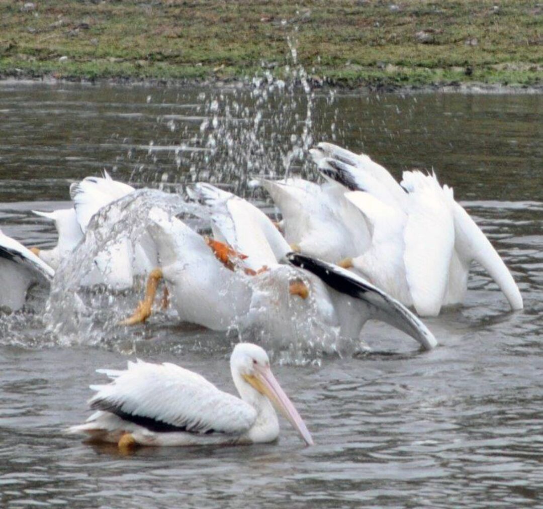 white pelicans _13