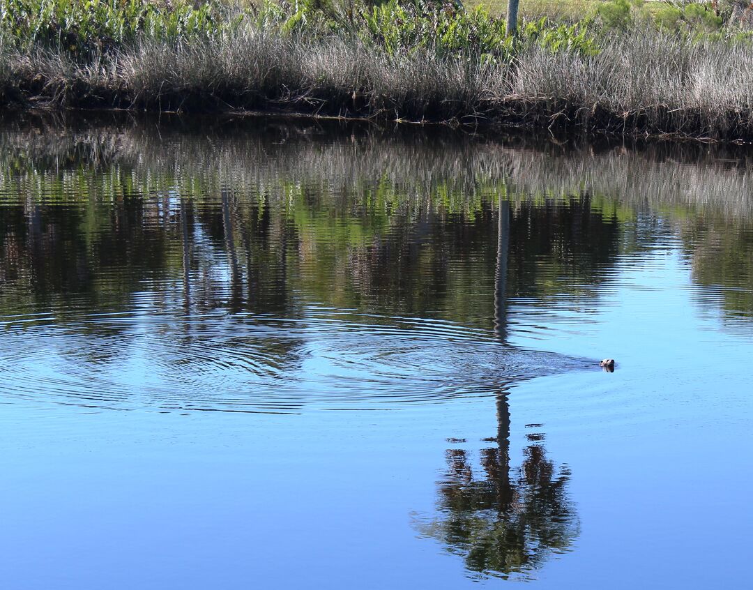 Jenkins Creek Otter 2