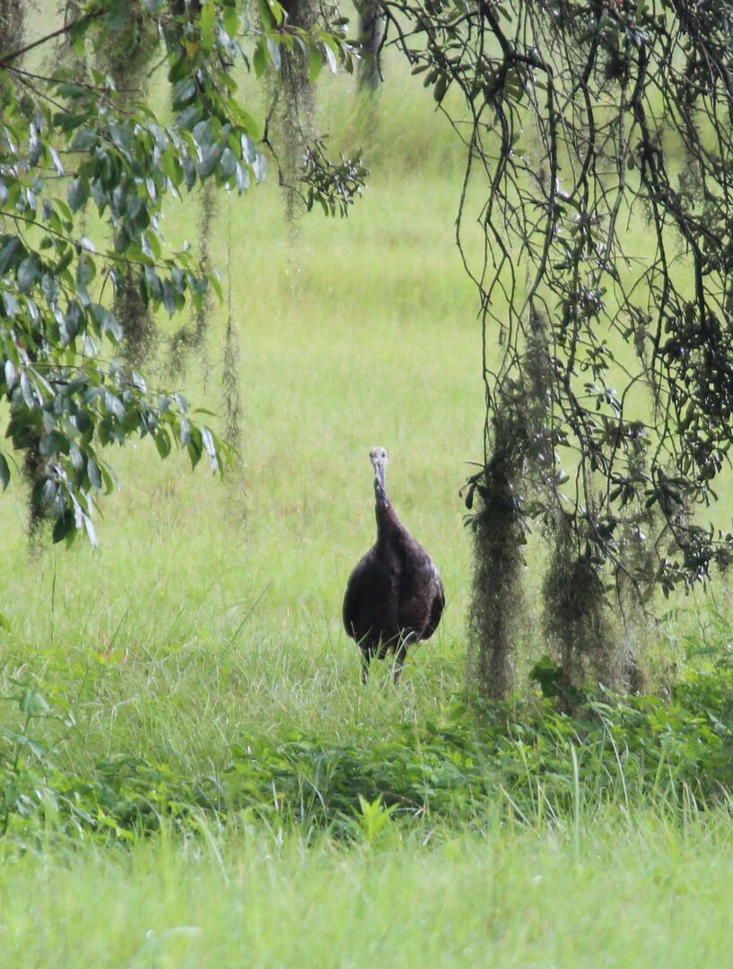 Turkey Front