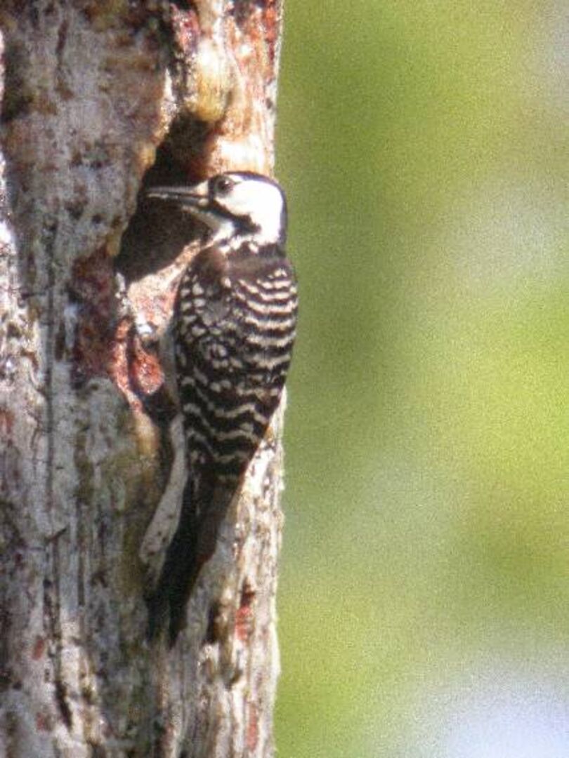 Red-cockaded Woodpecker 2