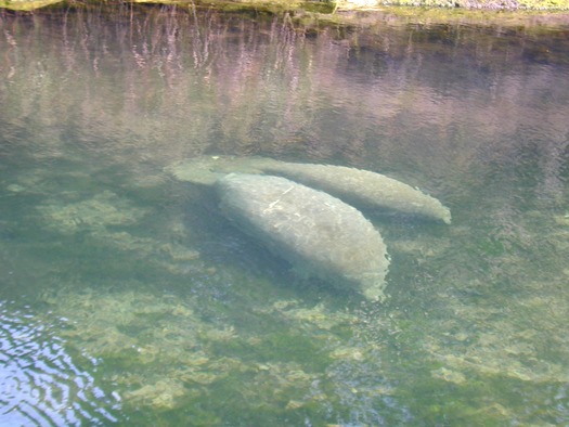 Manatees PedersonPark2 4-7-04 er