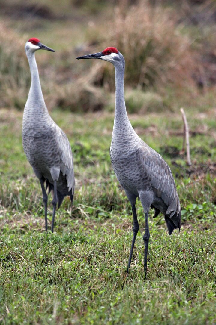 sand hill crane