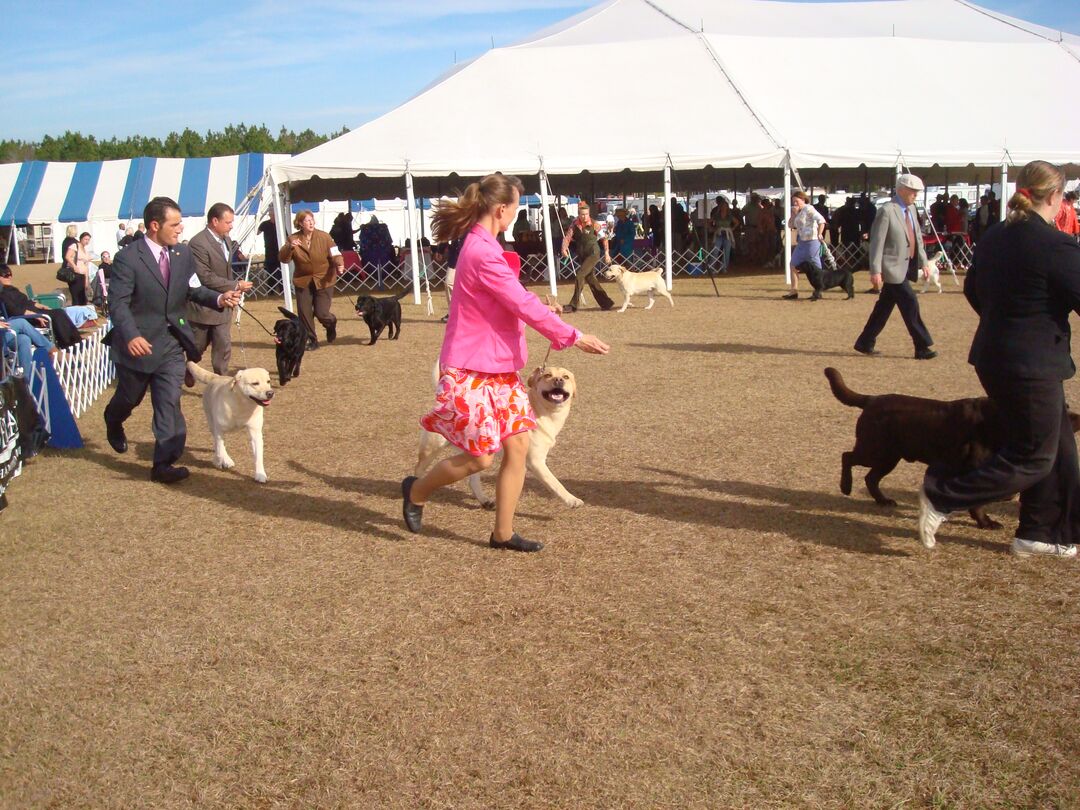 Florida Gulf Coast Cluster AKC Dog Show, Brooksville