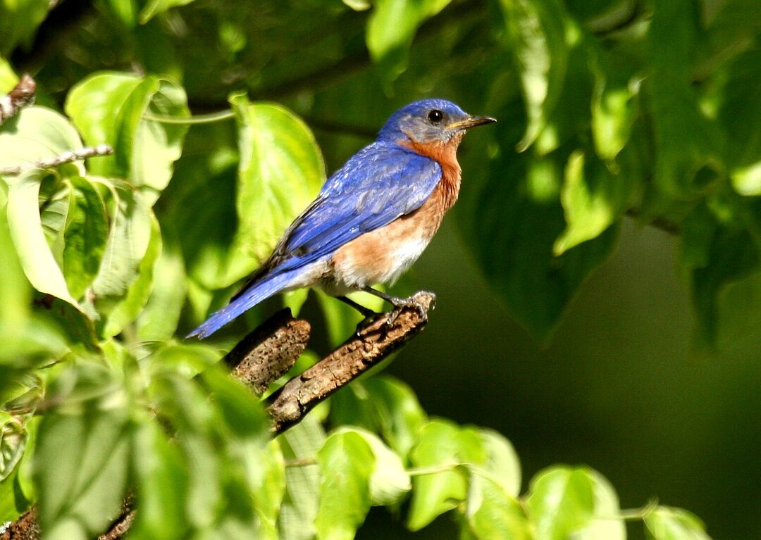 Bluebird at Ahhochee Hill